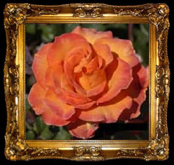 framed  unknow artist Orange Rose, ta009-2